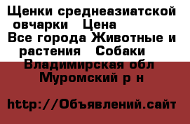 Щенки среднеазиатской овчарки › Цена ­ 20 000 - Все города Животные и растения » Собаки   . Владимирская обл.,Муромский р-н